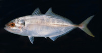 Atule mate, Yellowtail scad: fisheries, gamefish