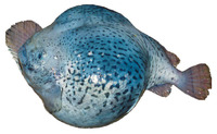 Aptocyclus ventricosus, Smooth lumpsucker: fisheries