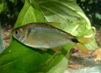 Astyanax bimaculatus, Twospot astyanax: aquarium