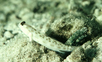 Ctenogobiops feroculus, Sandy prawn-goby: