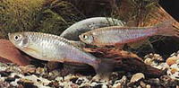 Danio albolineatus, Pearl danio: fisheries, aquarium
