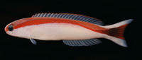 Hoplolatilus marcosi, Redback sand tilefish: aquarium