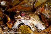 Mustached Jungle Frog - Leptodactylus rhodomystax