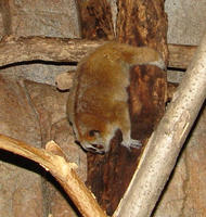 Image of: Nycticebus pygmaeus (pygmy slow loris)