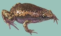 Image of: Gastrophryne carolinensis (eastern narrow-mouthed toad)