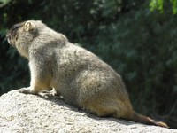 Marmota bobak - Bobak Marmot