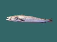 Merluccius merluccius - Cornish Salmon