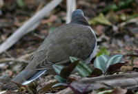 Caribbean Dove - Leptotila jamaicensis