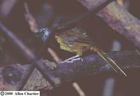 Oriole Warbler - Hypergerus atriceps