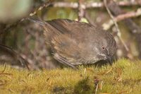 Tasmanian Scrubwren - Sericornis humilis