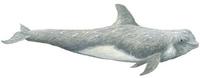 Rundkopfdelfin (Grampus griseus) Risso's dolphin