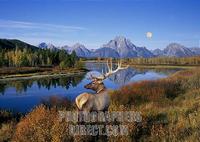 USA : WYOMING : GRAND TETON NATIONAL PARK : A bull elk browses in a stand of buck brush on the b...