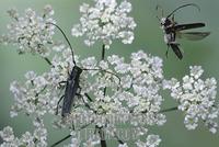 longhorn beetle ( Phytoecia cylindrica ) stock photo