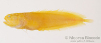 : Dinematichthys sp.