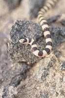 : Chionactis occipitalis; Western Shovel-nosed Snake