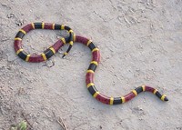 : Micrurus tener; Texas Coral Snake