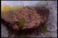 : Botryllus sp.