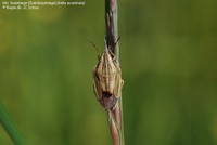 Alm. bispetæge (Græsbispetæge) (Aelia acuminata) Foto/billede af