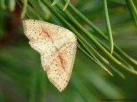 Cyclophora punctaria - Maiden's Blush