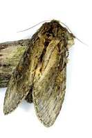 Peridea anceps - Great Prominent