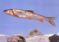 Schizopygopsis pylzovi, : fisheries