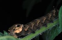 Deilephila elpenor - Elephant Hawk-moth