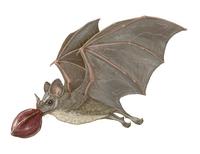 Image of: Artibeus jamaicensis (Jamaican fruit-eating bat)