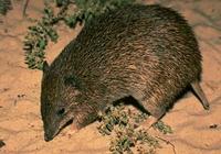 Image of: Isoodon obesulus (southern brown bandicoot)