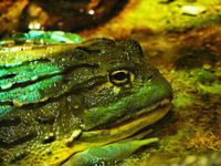 Image of: Pyxicephalus adspersus (African bullfrog)