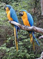 Ara ararauna - Blue-and-yellow Macaw