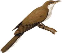 Image of: Coccyzus americanus (yellow-billed cuckoo)