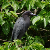 Image of: Egretta ardesiaca (black heron)
