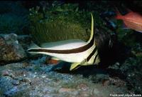 Equetus lanceolatus - Donkey Fish