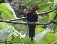 Okinawa Woodpecker - Sapheopipo noguchii