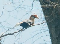 Narcondam Hornbill - Aceros narcondami