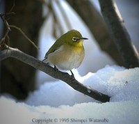 Japanese White-eye - Zosterops japonicus