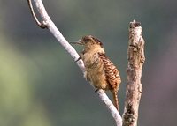 Barred Puffbird - Nystalus radiatus