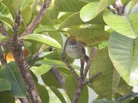 Pale-breasted Spinetail - Synallaxis albescens