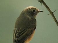 Common Redstart - Phoenicurus phoenicurus