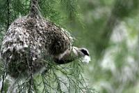 pendolino sul nido/ penduline-tit's nest/ remiz pendulinus