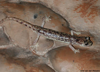 : Hydromantes supramontis; Supramonte Cave Salamander