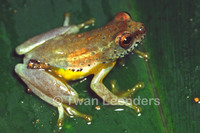 : Hyperolius ocellatus; Golden-eyed Reed Frog