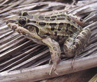 : Leptodactylus macrosternum