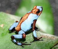 : Oophaga histrionica; Harlequin Poison Frog