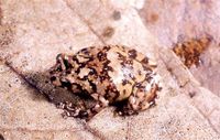 : Platypelis mavomavo; Yellowish Tree Cophyline Frog (english)