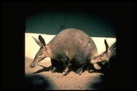: Orycteropus afer; Aardvark