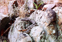 : Crotalus lepidus; Rock Rattlesnake