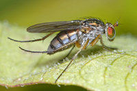 : Dolichopus sp.; Long Legged Fly