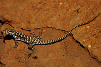 : Gambelia wislizenii; Long-nosed Leopard Lizard