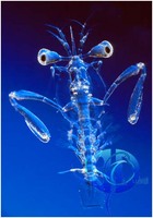 Stomatopod -  Larval Mantis Shrimp